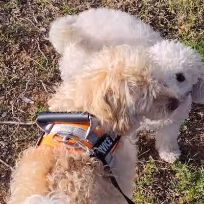 PetSmart Dog Park - Phoenix, AZ