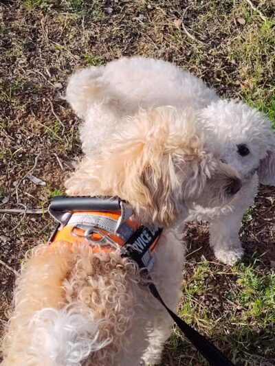 PetSmart Dog Park - Phoenix, AZ