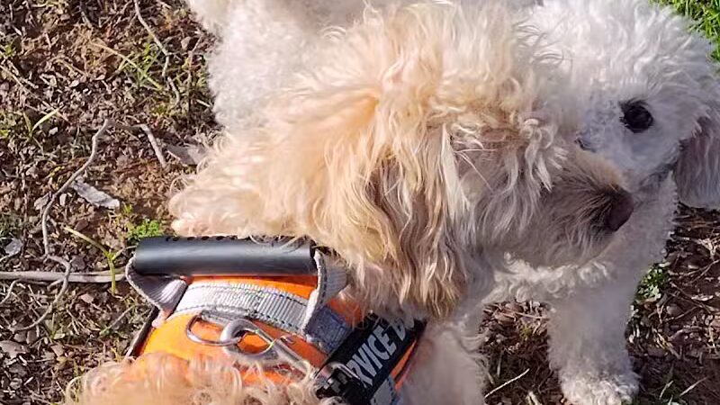 PetSmart Dog Park - Phoenix, AZ