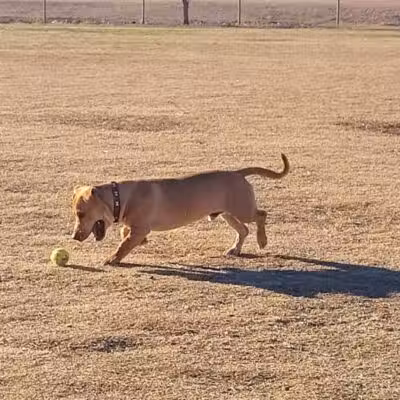 PetSmart Dog Park - Phoenix, AZ