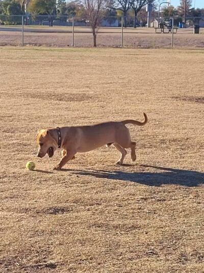 PetSmart Dog Park - Phoenix, AZ
