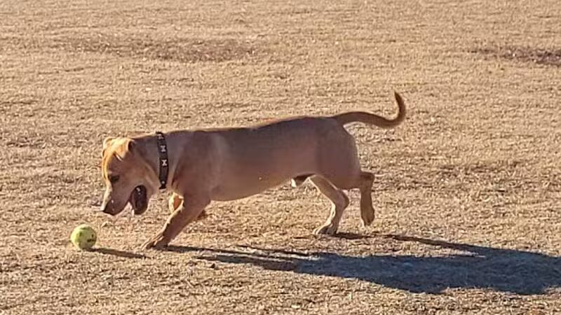 PetSmart Dog Park - Phoenix, AZ