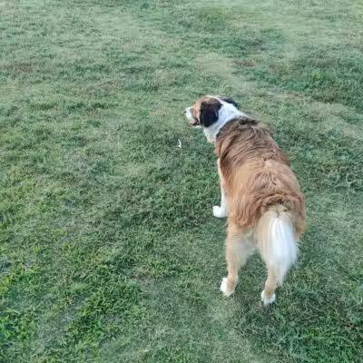 PetSmart Dog Park - Phoenix, AZ