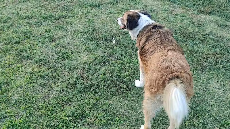 PetSmart Dog Park - Phoenix, AZ