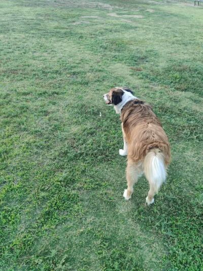 PetSmart Dog Park - Phoenix, AZ