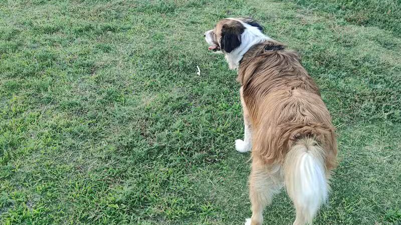 PetSmart Dog Park - Phoenix, AZ