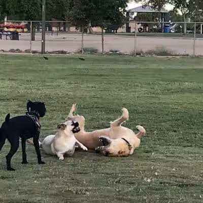 PetSmart Dog Park - Phoenix, AZ