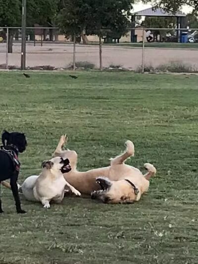 PetSmart Dog Park - Phoenix, AZ