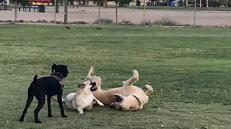 PetSmart Dog Park - Phoenix, AZ