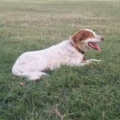 PetSmart Dog Park - Phoenix, AZ