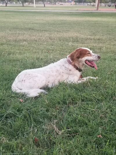 PetSmart Dog Park - Phoenix, AZ