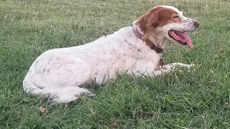 PetSmart Dog Park - Phoenix, AZ