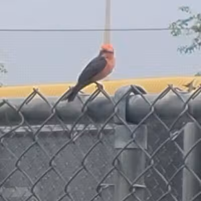 Rose Mofford Dog Park - Phoenix, AZ