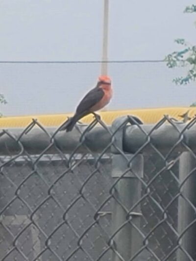 Rose Mofford Dog Park - Phoenix, AZ