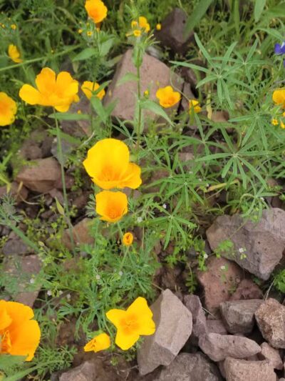Picacho Peak Summit - Picacho, AZ