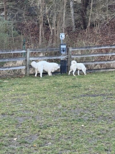 Pikeville Dog Park - Pikeville, KY