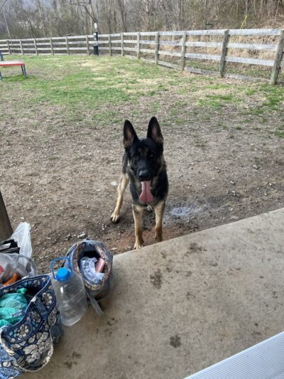 Pikeville Dog Park - Pikeville, KY