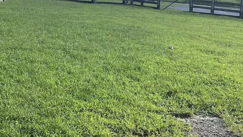Pikeville Dog Park - Pikeville, KY