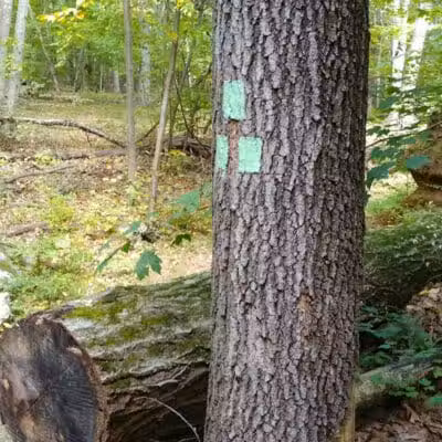 Manchester Park - Pine Brook, NJ