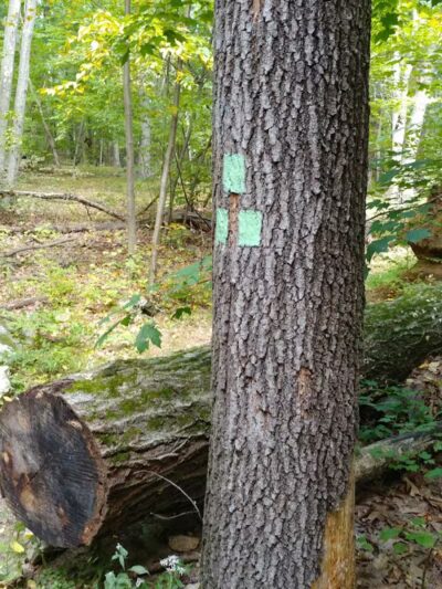 Manchester Park - Pine Brook, NJ