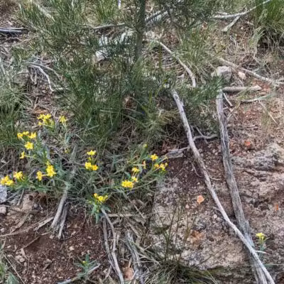 Forsyth Trailhead - Pine Valley, UT
