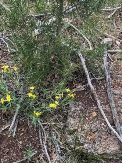 Forsyth Trailhead - Pine Valley, UT