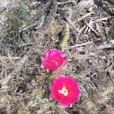 Forsyth Trailhead - Pine Valley, UT