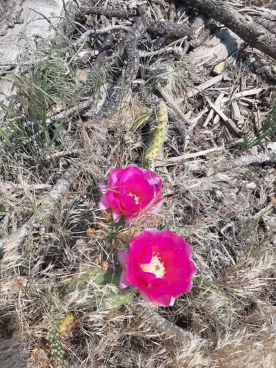 Forsyth Trailhead - Pine Valley, UT