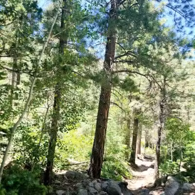 Forsyth Trailhead - Pine Valley, UT