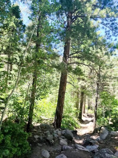 Forsyth Trailhead - Pine Valley, UT