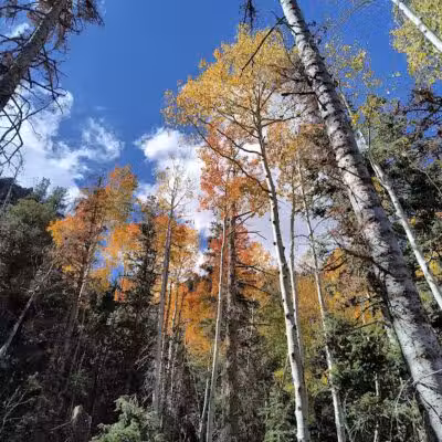 Forsyth Trailhead - Pine Valley, UT