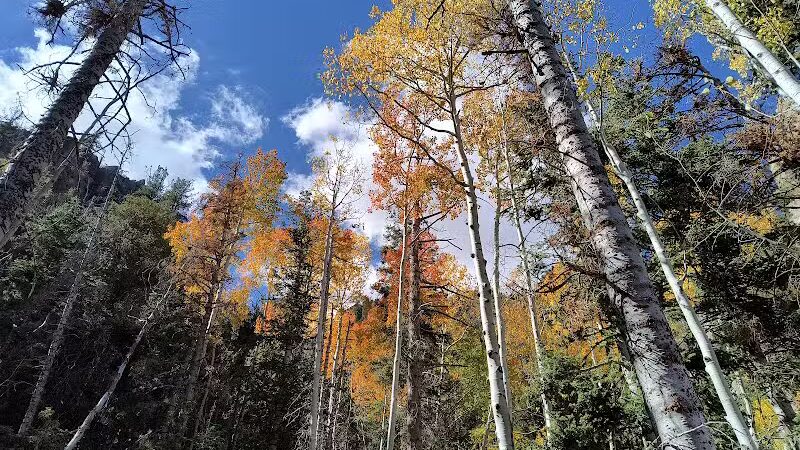 Forsyth Trailhead - Pine Valley, UT
