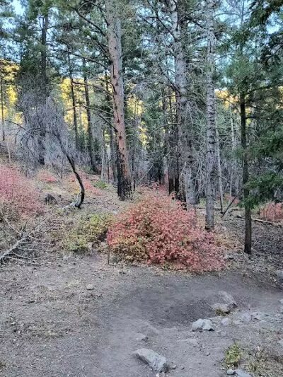 Forsyth Trailhead - Pine Valley, UT