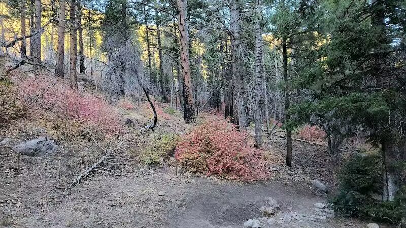 Forsyth Trailhead - Pine Valley, UT