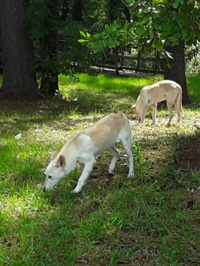 Pineland Park - Pineland, TX