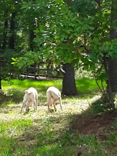 Pineland Park - Pineland, TX