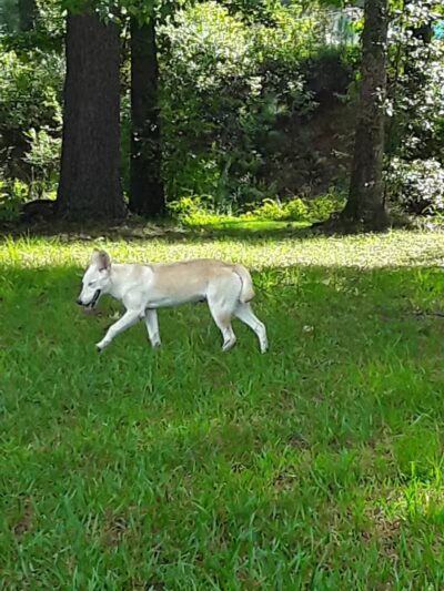 Pineland Park - Pineland, TX