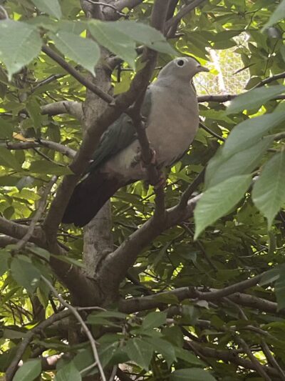 Highland Park Off Leash Exercise Area - Pittsburgh, PA