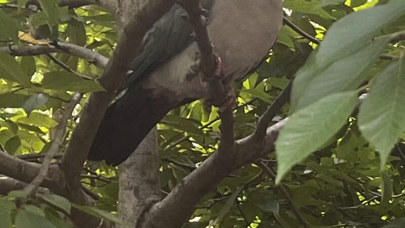 Highland Park Off Leash Exercise Area - Pittsburgh, PA