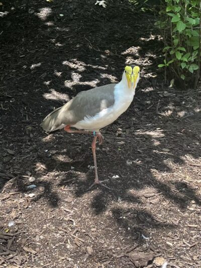 Highland Park Off Leash Exercise Area - Pittsburgh, PA