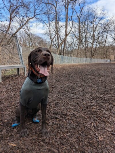 Dickson Dog Park - Pittsburgh, PA