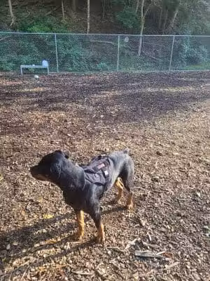 Dickson Dog Park - Pittsburgh, PA