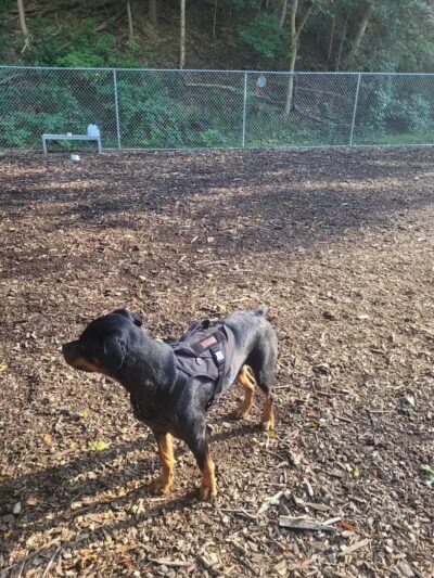 Dickson Dog Park - Pittsburgh, PA