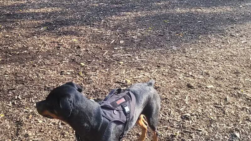 Dickson Dog Park - Pittsburgh, PA