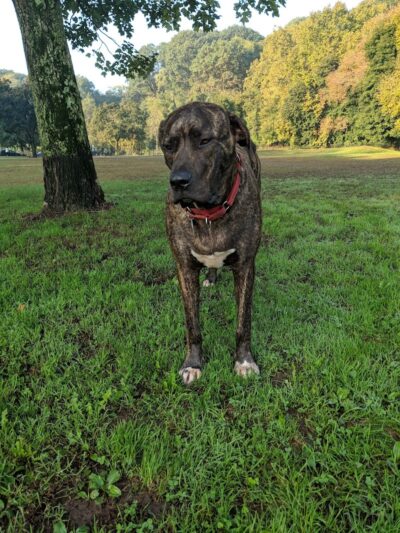 Highland Park Off Leash Exercise Area - Pittsburgh, PA
