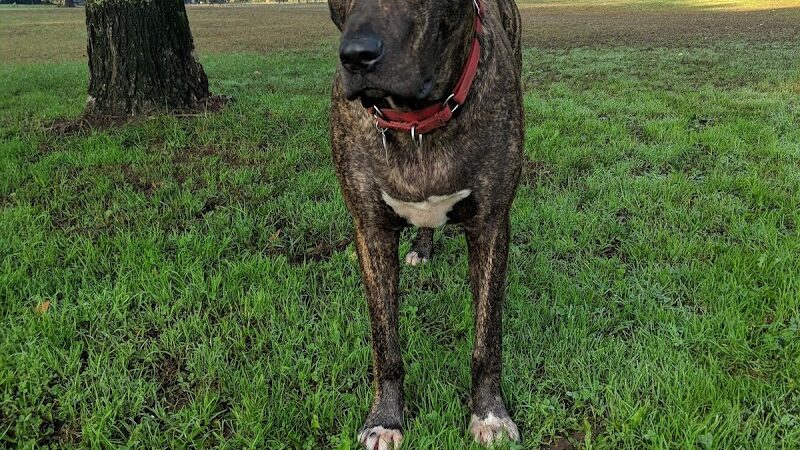 Highland Park Off Leash Exercise Area - Pittsburgh, PA