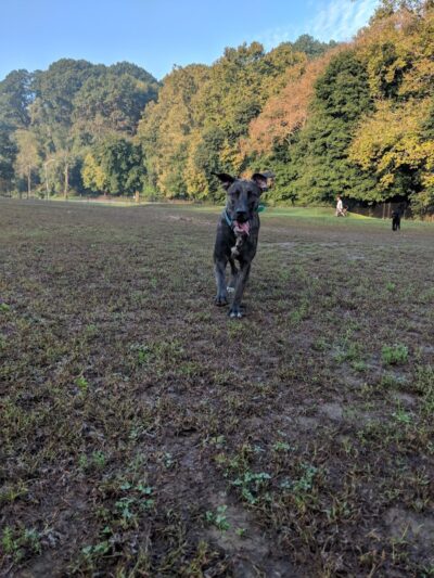 Highland Park Off Leash Exercise Area - Pittsburgh, PA