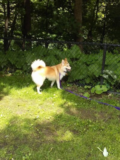 Highland Park Off Leash Exercise Area - Pittsburgh, PA