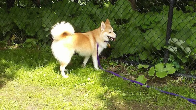 Highland Park Off Leash Exercise Area - Pittsburgh, PA