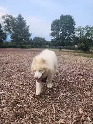 Highland Park Off Leash Exercise Area - Pittsburgh, PA